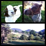 Lithgow pic