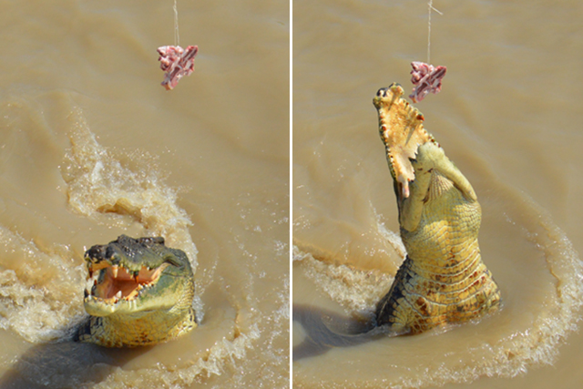 Chomp | Jumping Crocodile Cruise Darwin | Darwin must-do | lizniland.com