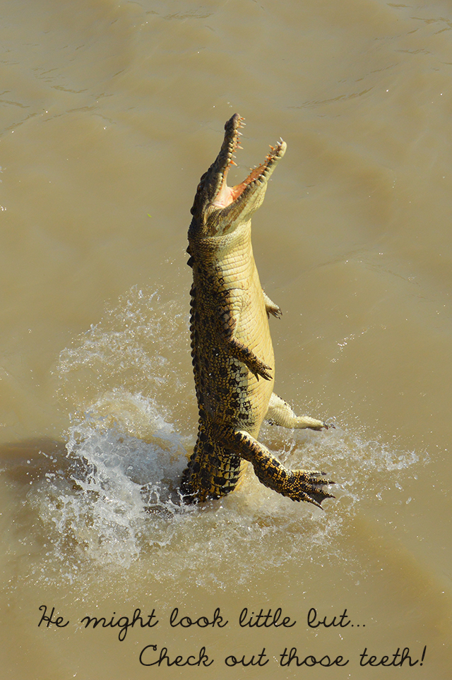 Teeth! Jumping Crocodile Cruise Darwin | Darwin must-do | lizniland.com